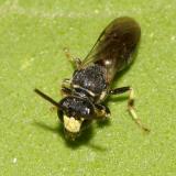 Yellow-faced Bee - Hylaeus modestus/affinis (male)