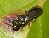 Eastern Modest Masked Bee - Hylaeus modestus modestus