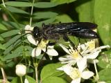 Sphex pennsylvanica - Great Black Wasp