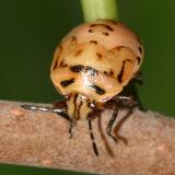 Twice-stabbed Stink bug - Cosmopepla lintneriana (nymph)