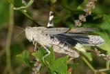 Carolina Grasshopper - Dissosteira carolina