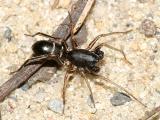 Antmimics and Ground Sac Spiders - Corinnidae