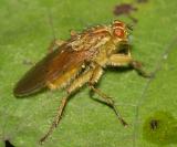 Dung Flies - Scathophagidae