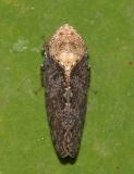 Paraphlepsius fulvidorsum