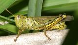 Differential Grasshopper - Melanoplus differentialis