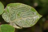 0852 - Common Aspen Leaf Miner - Phyllocnistis populiella