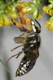 Phymata pennsylvanica pair eating a Bald-faced Hornet
