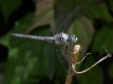 Great Blue Skimmer - Libellula vibrans (male)