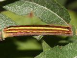 10295 - Black Arches - Melanchra assimilis