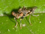 Stalk-eyed Fly - Diopsidae - Sphyracephala brevicornis