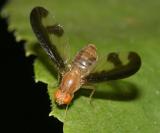 Flutter Flies - Pallopteridae