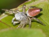 Habronattus decorus (male)