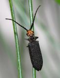 Reticulated Beetles - Cupedidae