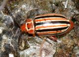 Disonycha caroliniana