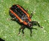 Microrhopala xerene