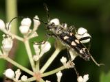 Xestoleptura octonotata