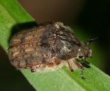 Bumble Flower Beetle - Euphoria inda