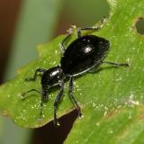 Antlike Weevil - Myrmex chevrolatii
