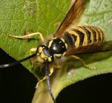 Vespula flavopilosa (male Downy Yellowjacket)