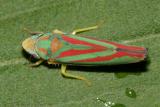 Red-banded Leafhopper - Graphocephala coccinea (teliformis form)