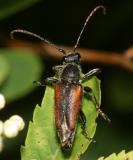 Brachyleptura vagans