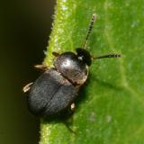 Catops sp.