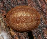 Microdon Larva