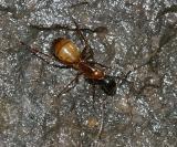 Camponotus americanus