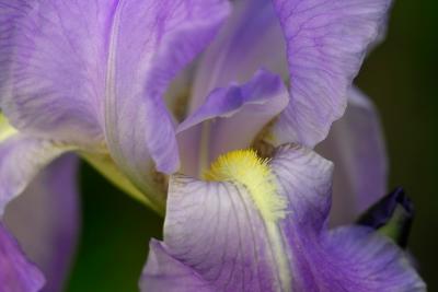 iris closeup