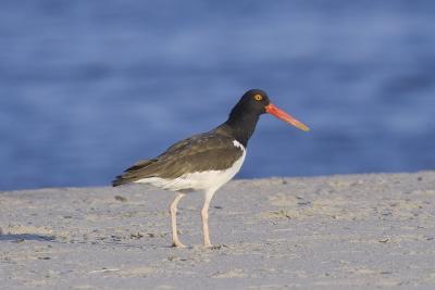 red-billed sandpiper
