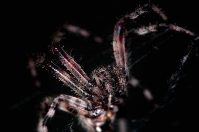 night spider III