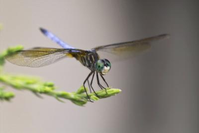dragonfly 3