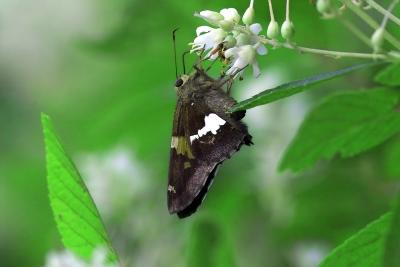 butterfly