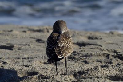 resting gull