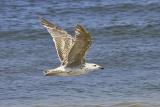 seagull in-flight
