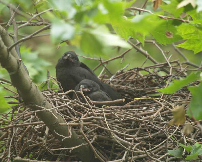 nestlings
