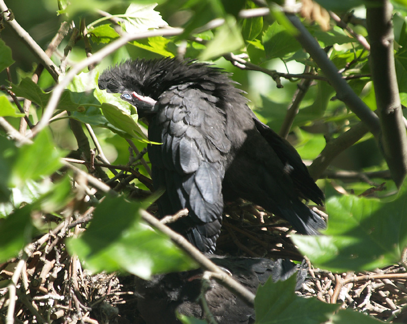 day before leaving the nest
