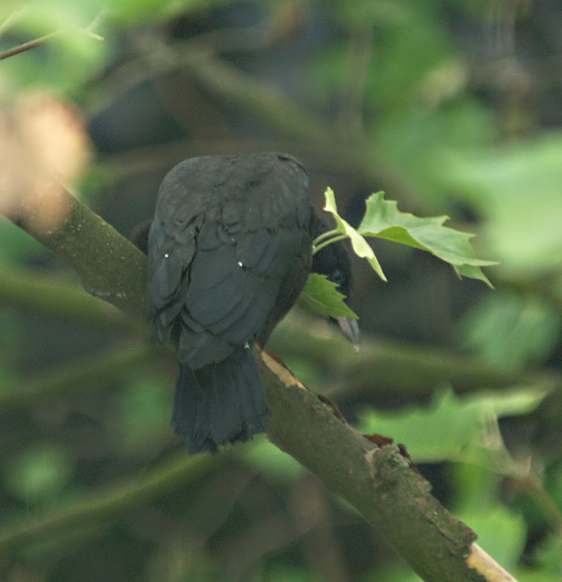 first to fledge