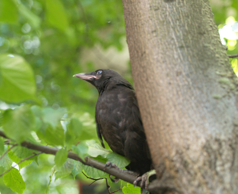 fledgling crow