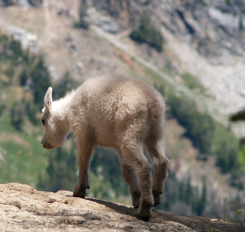 Goat kid
