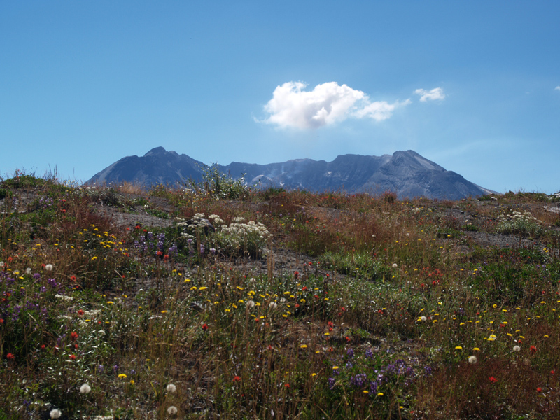 St Helens and Wildflowers