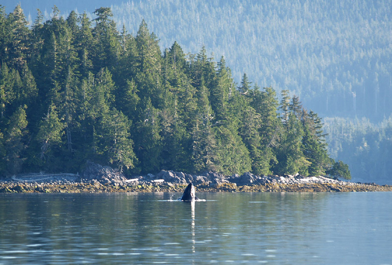 Humpback in Peacock Channel