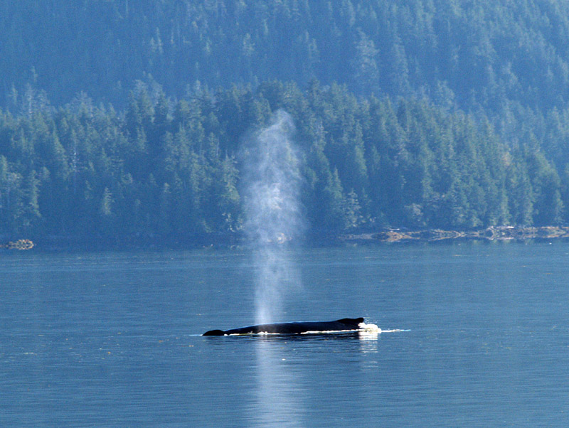 Humpback in Peacock Channel