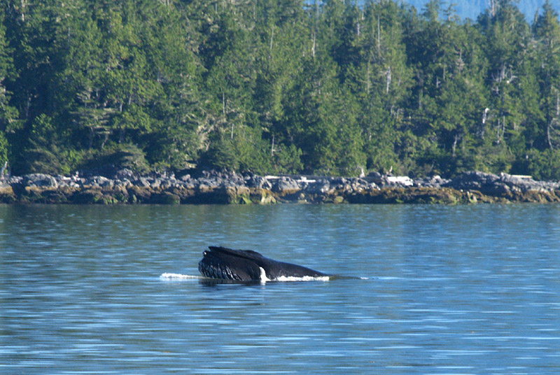 Humpback in Peacock Channel