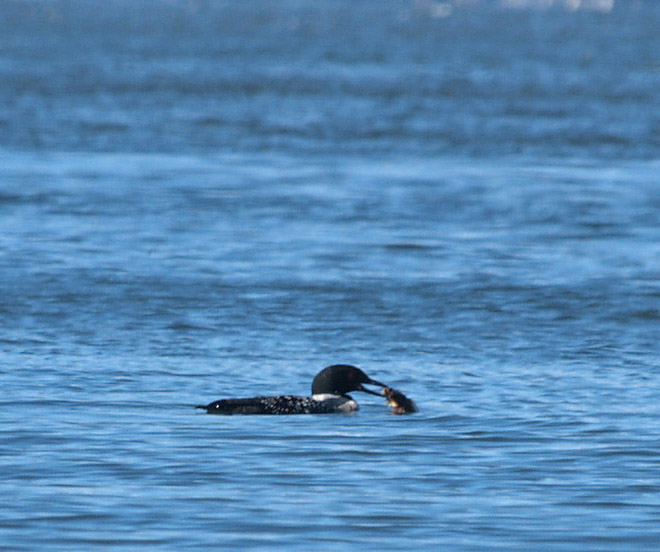 Loon with fish
