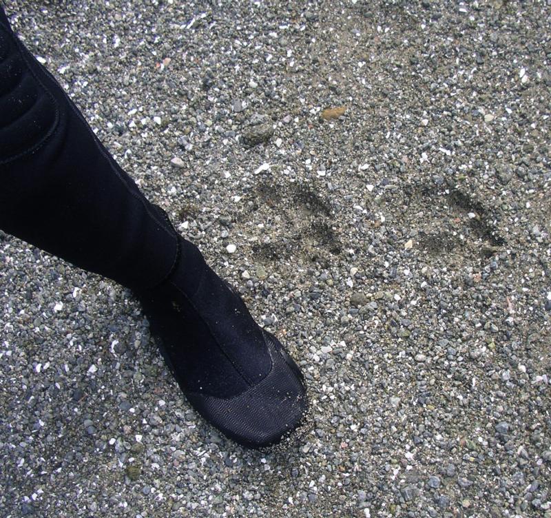 Wolf tracks on Wouwer