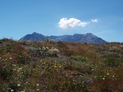 St Helens and Wildflowers