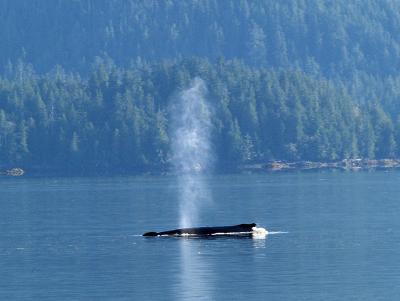 Humpback in Peacock Channel