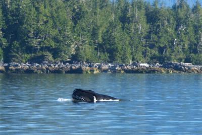 Humpback in Peacock Channel