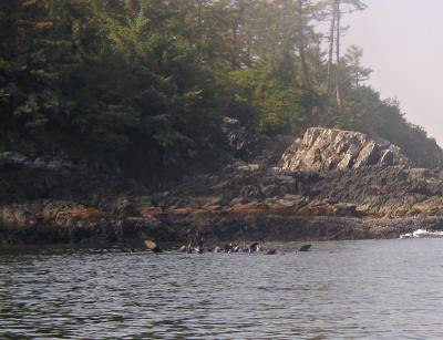 Sealion Raft